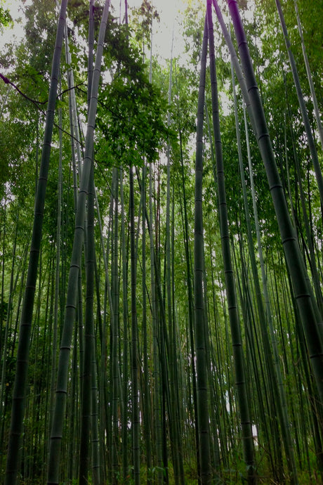 A Perfect Day in Kyoto